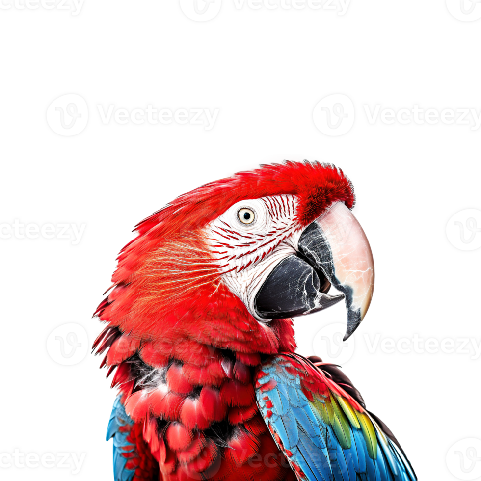 Macaw parrot isolated on transparent background, created with generative AI png