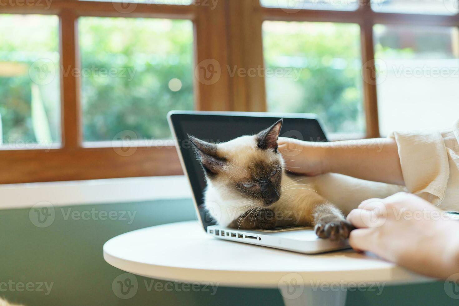 woman working from home with cat. cat asleep on the laptop keyboard. assistant cat working at Laptop photo