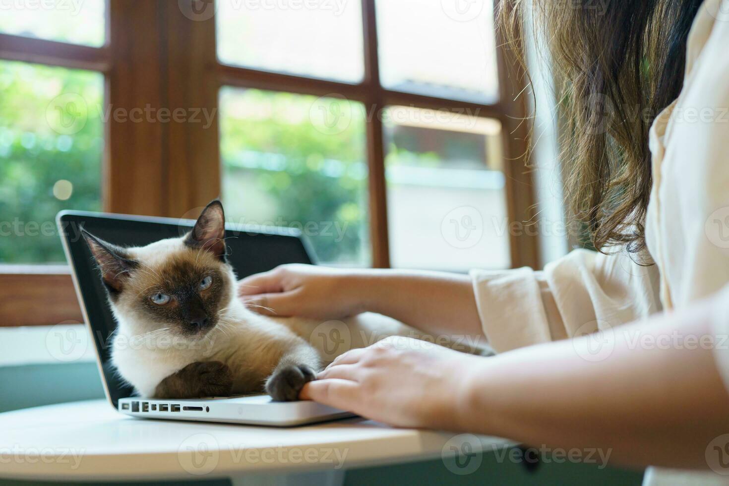 woman working from home with cat. cat asleep on the laptop keyboard. assistant cat working at Laptop photo