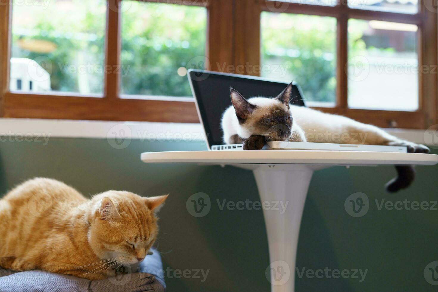 gato en ordenador portátil trabajando desde hogar con gato. gato dormido en ordenador portátil teclado asistente gato trabajando a ordenador portátil. foto