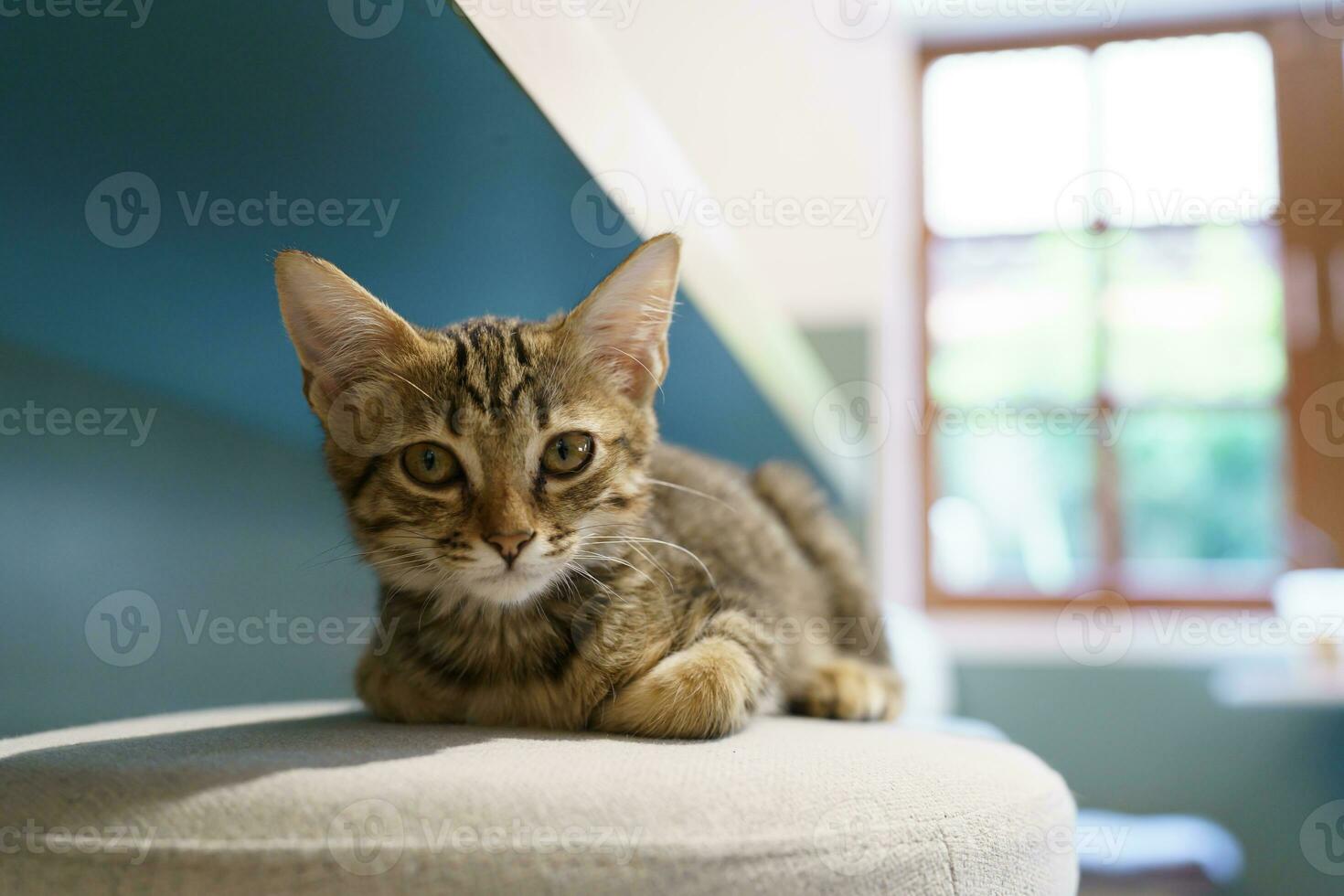 Little brown tabby kitten cute animals in house. photo