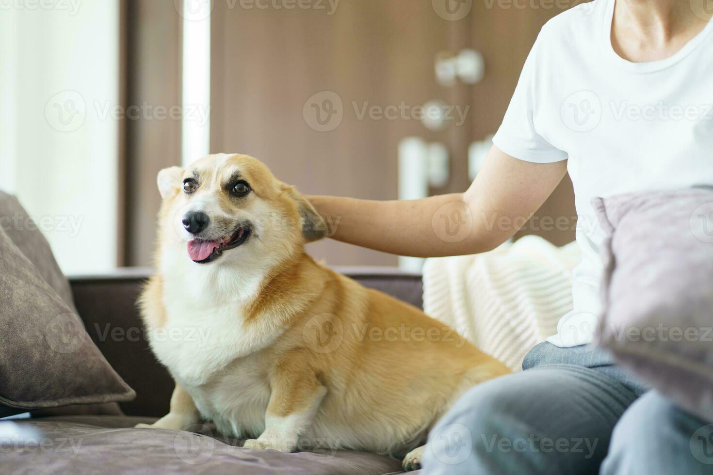 Woman playing with her dog at home lovely corgi on sofa in living room. photo