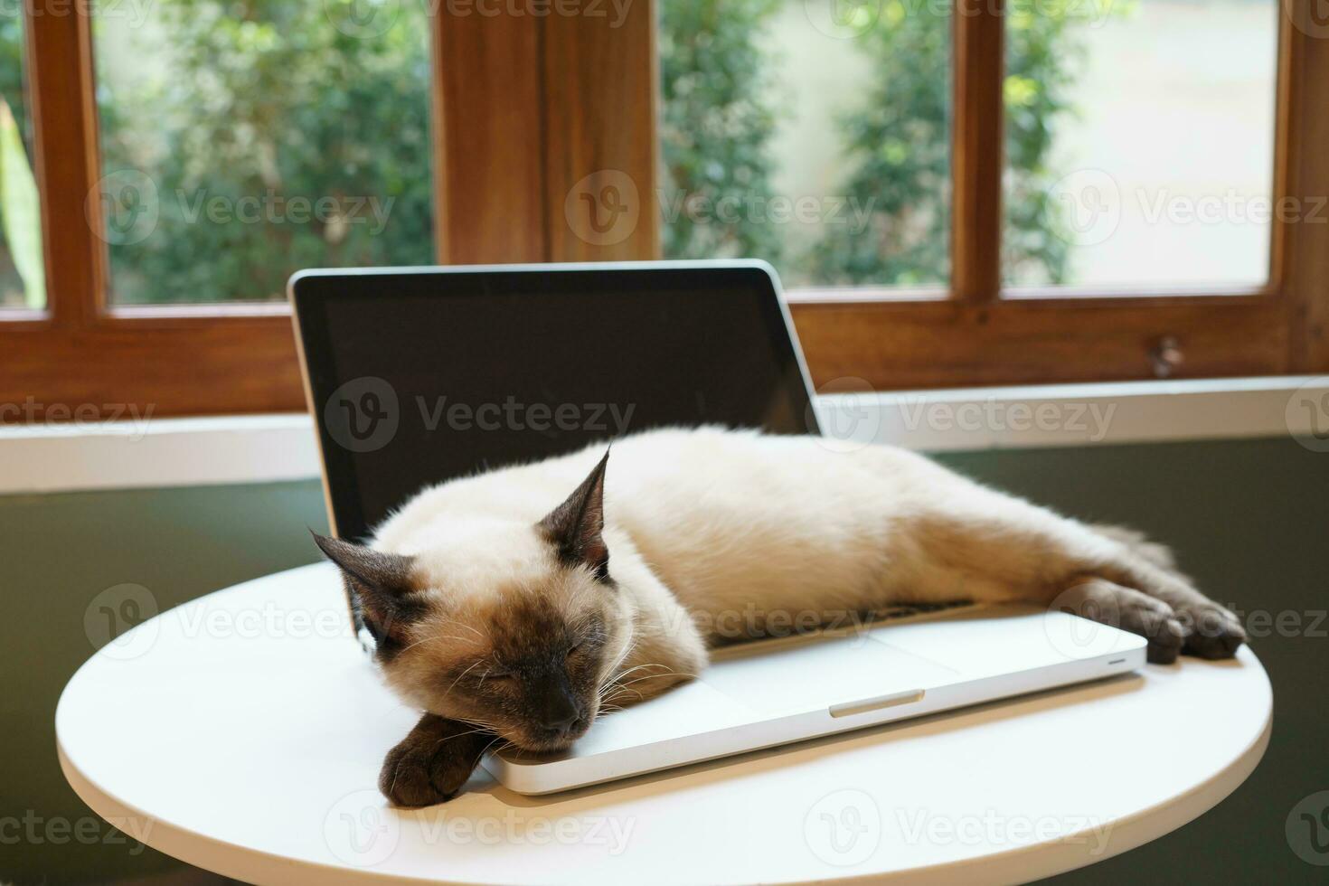 Cat on laptop working from home with cat. cat asleep on laptop keyboard assistant cat working at Laptop. photo