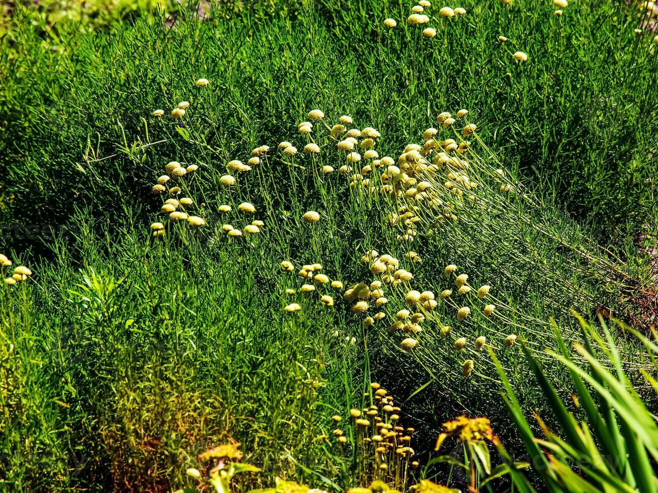 Cancrinia without petals. Yellow flowers on a background of green grass. Cancrinia chrysocephala. photo