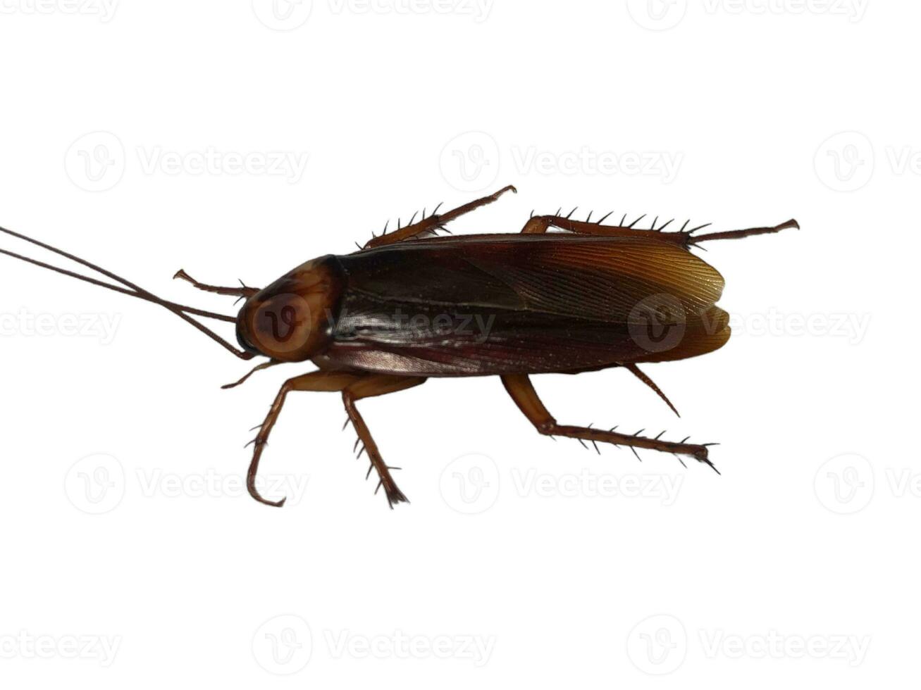 Cockroaches are one of the hemimetabolous insect orders from the class Insecta. Cockroaches are found in almost all parts of the world, except in the polar regions. photo