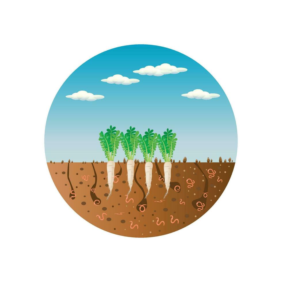 earthworms in garden soil. ground cutaway with earthworms and radish.Air and water passage in soil created by earthworms.Organic vegetable concept. vector