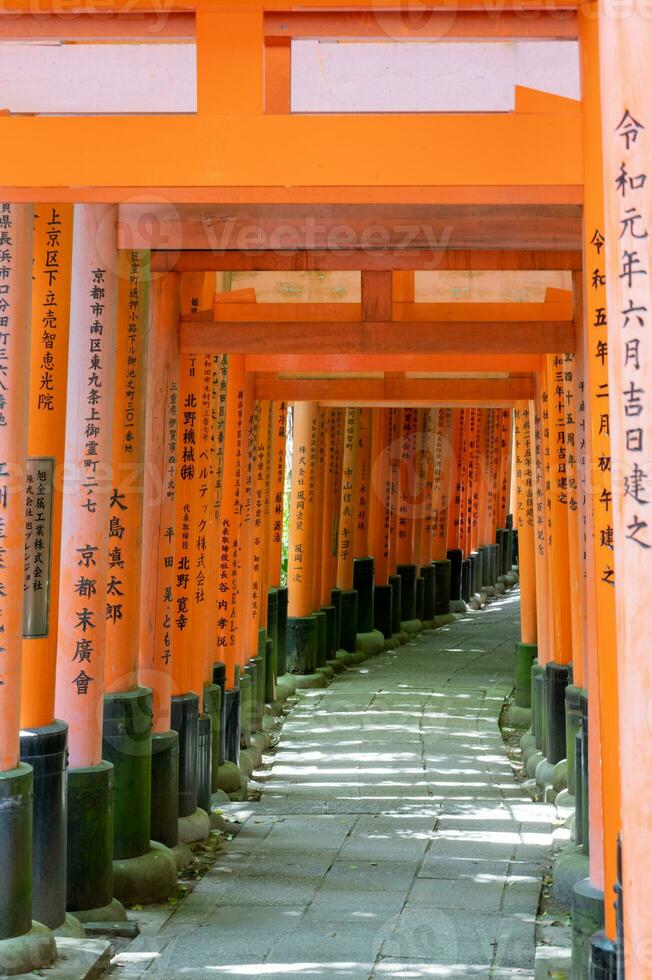 The Shrine of the Thousand Torii Gates. Fushimi Inari Shrine. It is famous for its thousands of vermilion torii gates. Japan photo