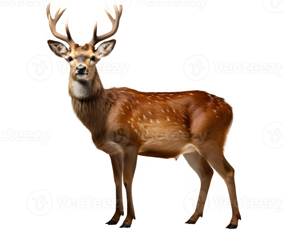 wild deer isolated on transparent background ,deer isolated cut out ,generative ai png