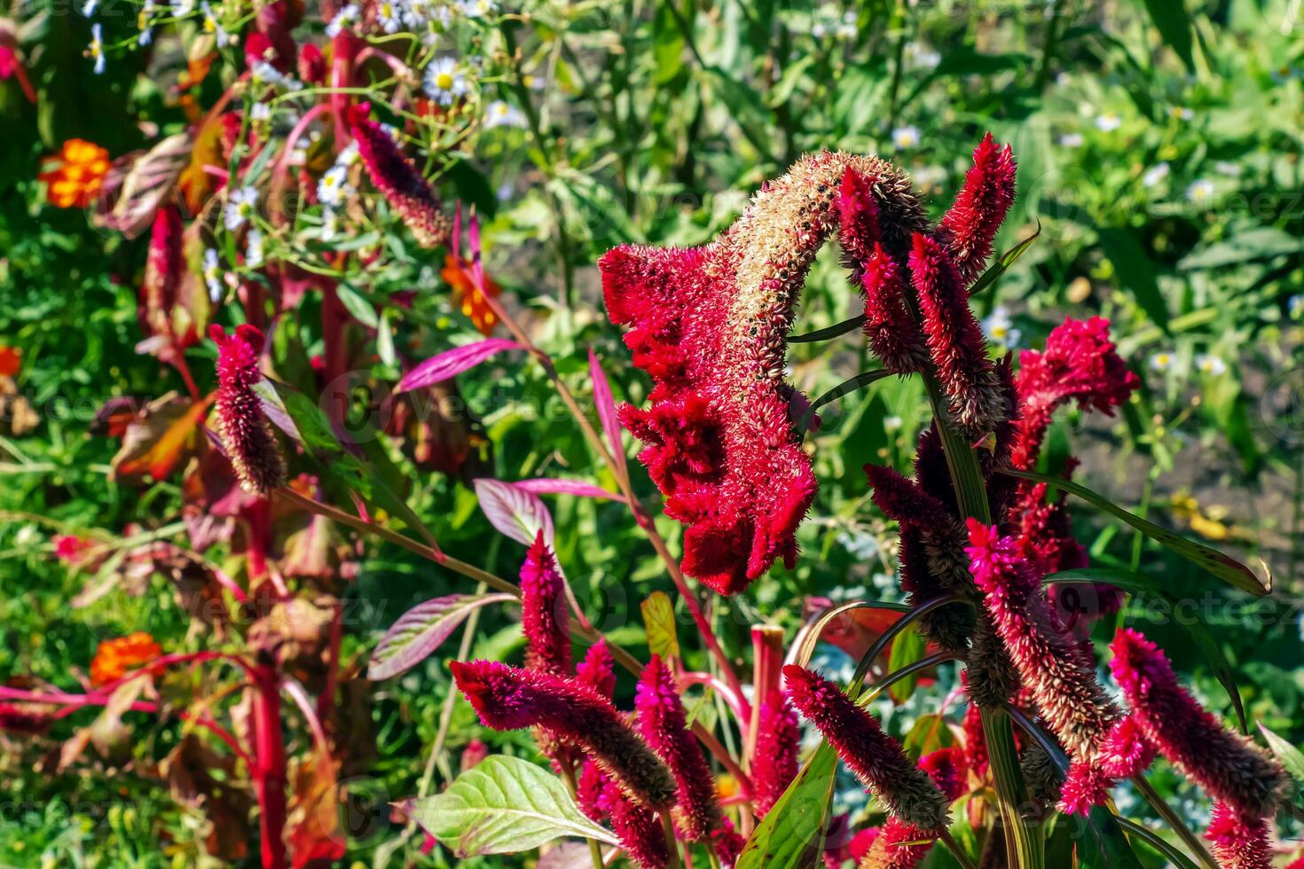 Crested Cockscomb Flower, scientifically known as Celosia argentea cristata have resemblance to a rooster's comb, featuring vibrant, crested, and ruffled blooms that come in a range of colors purple. photo