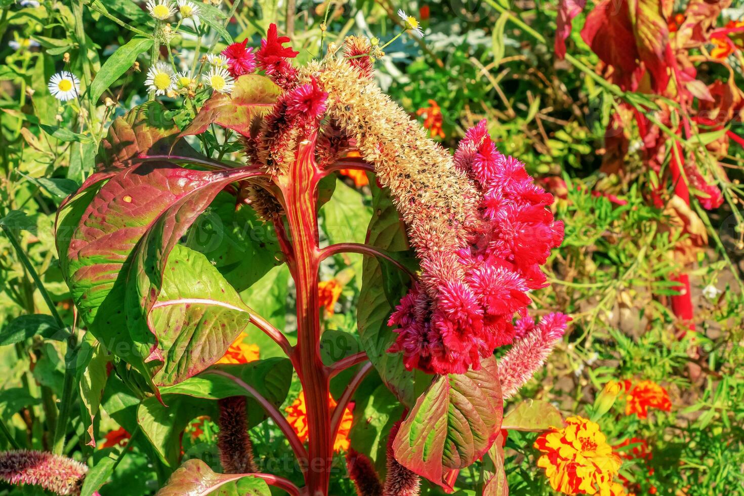 Crested Cockscomb Flower, scientifically known as Celosia argentea cristata have resemblance to a rooster's comb, featuring vibrant, crested, and ruffled blooms that come in a range of colors purple. photo