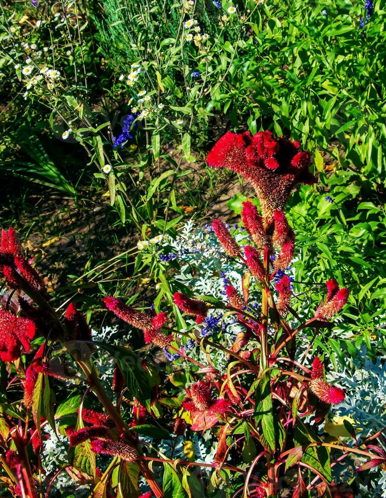 crestado cresta de gallo flor, científicamente conocido como celosia Argentea cristata tener semejanza a un de gallo peine, presentando vibrante, crestado, y alborotado floraciones ese ven en un rango de colores púrpura. foto