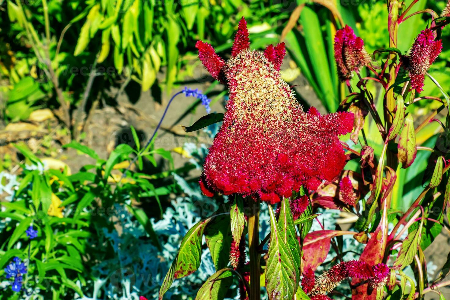 Crested Cockscomb Flower, scientifically known as Celosia argentea cristata have resemblance to a rooster's comb, featuring vibrant, crested, and ruffled blooms that come in a range of colors purple. photo