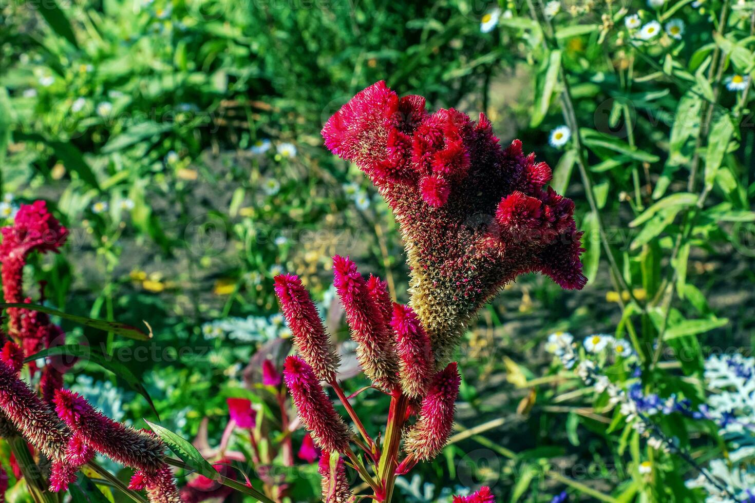 Crested Cockscomb Flower, scientifically known as Celosia argentea cristata have resemblance to a rooster's comb, featuring vibrant, crested, and ruffled blooms that come in a range of colors purple. photo