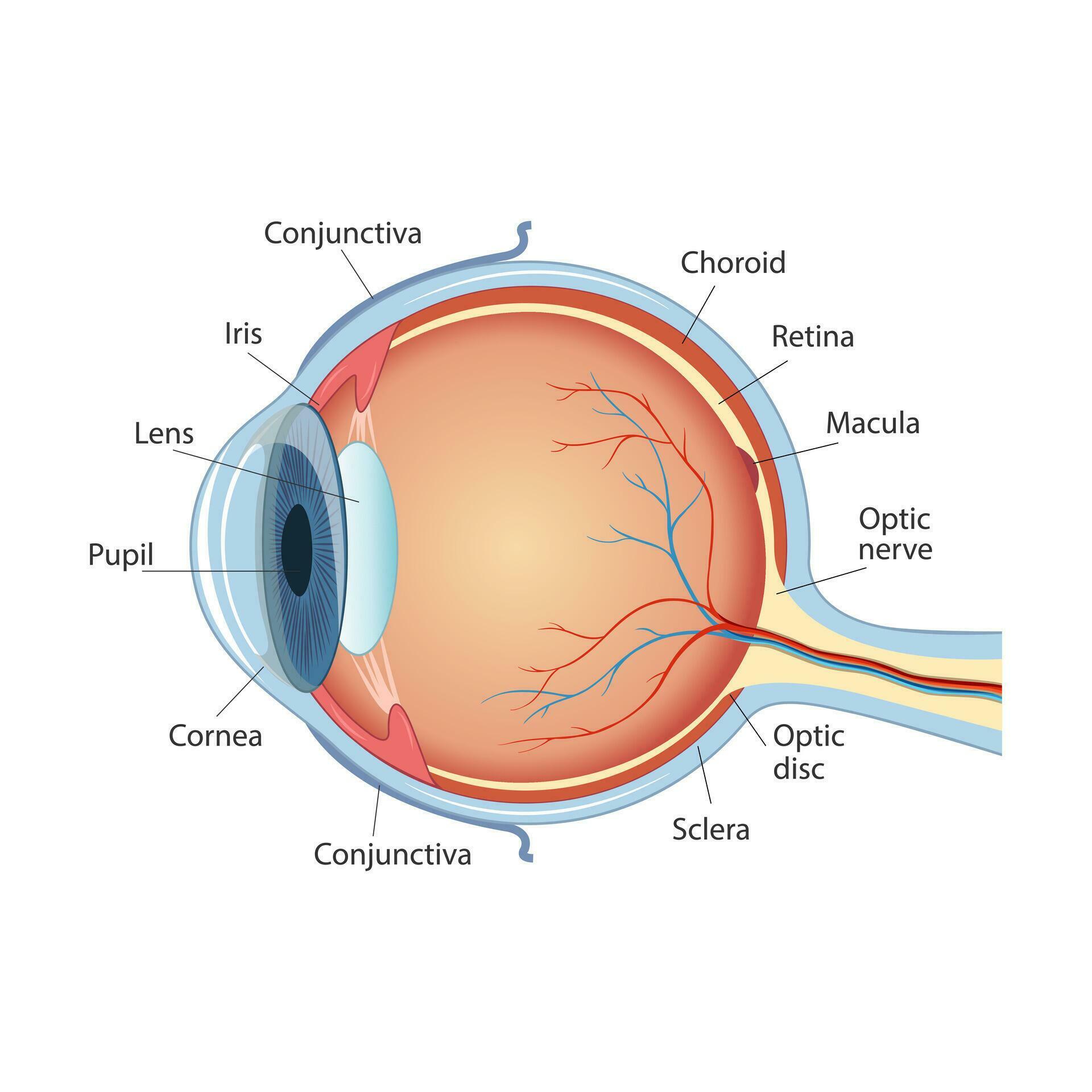 Anatomical diagram of the human eye. Cross section of a sense organ with all the important