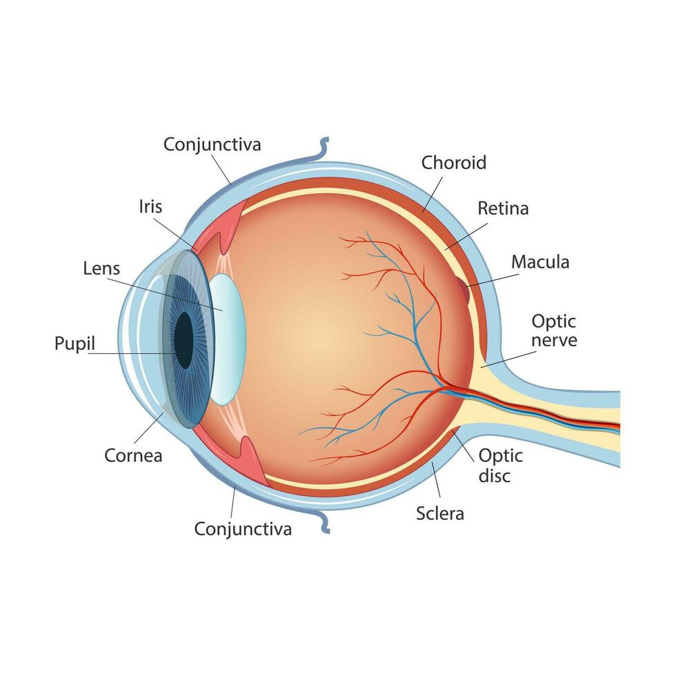 anatómico diagrama de el humano ojo. cruzar sección de un sentido Organo con todas el importante componentes tal como el lente, alumno, ojo cámara, retina, óptico nervio, y iris piel vector