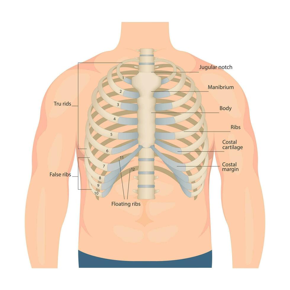 Bones of the human chest. Bones of the chest with the name and description of all areas. Internal view. Human anatomy. Skeletal system for a medicine poster vector