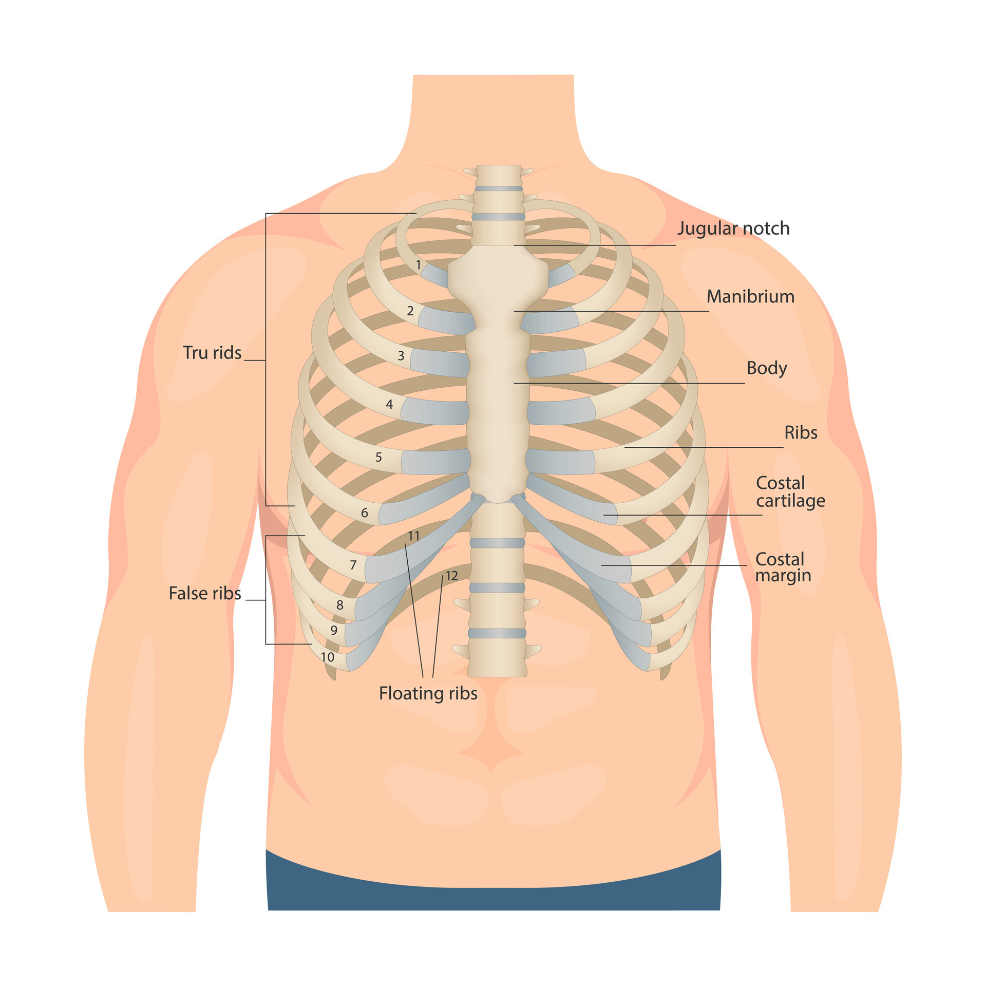 Bones Of The Human Chest Bones Of The Chest With The Name And 