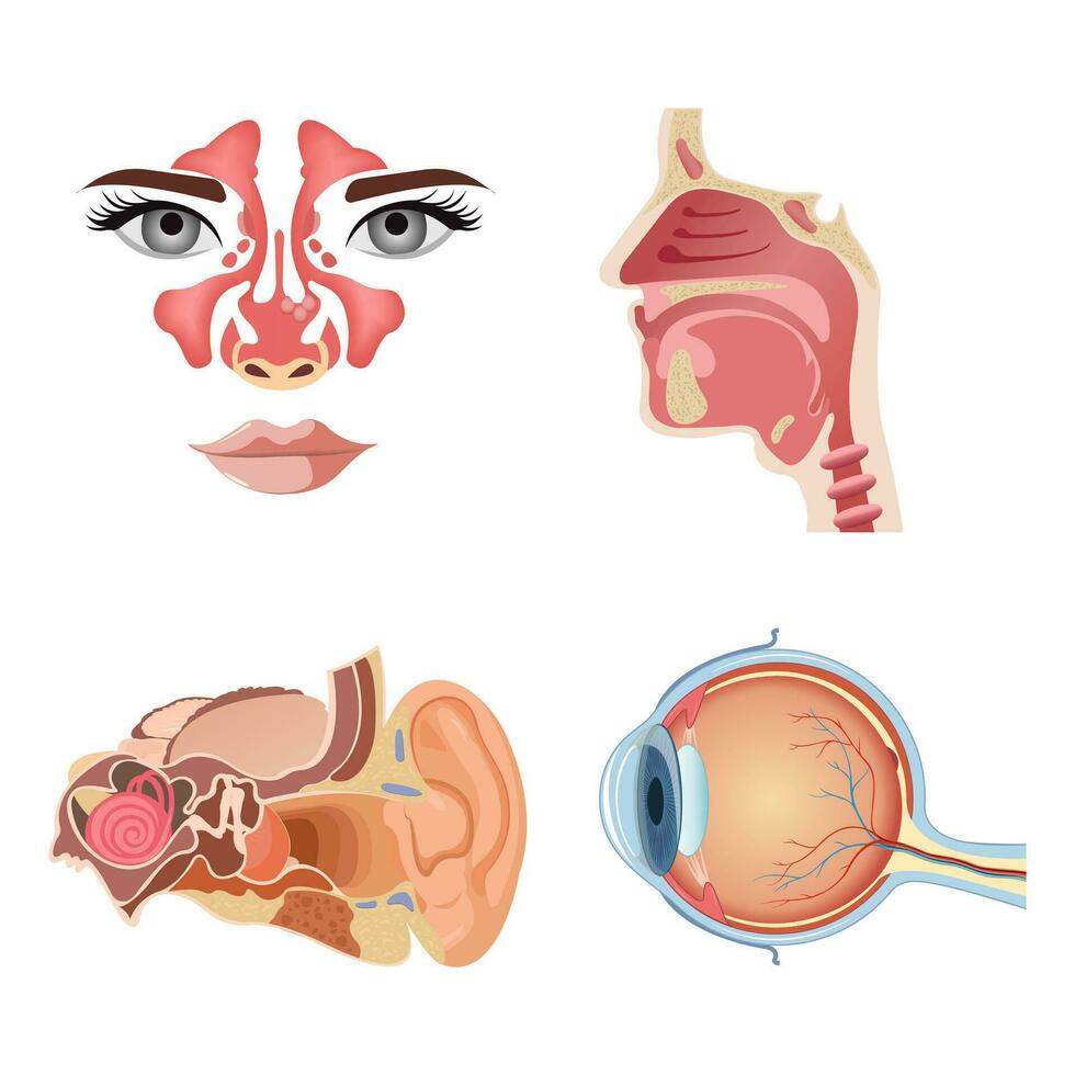 interno humano órganos anatómico partes de el humano cuerpo, cerebro, estómago, nariz, oreja. dibujos animados urinario sistema, tiroides glándula. vector conjunto de órganos