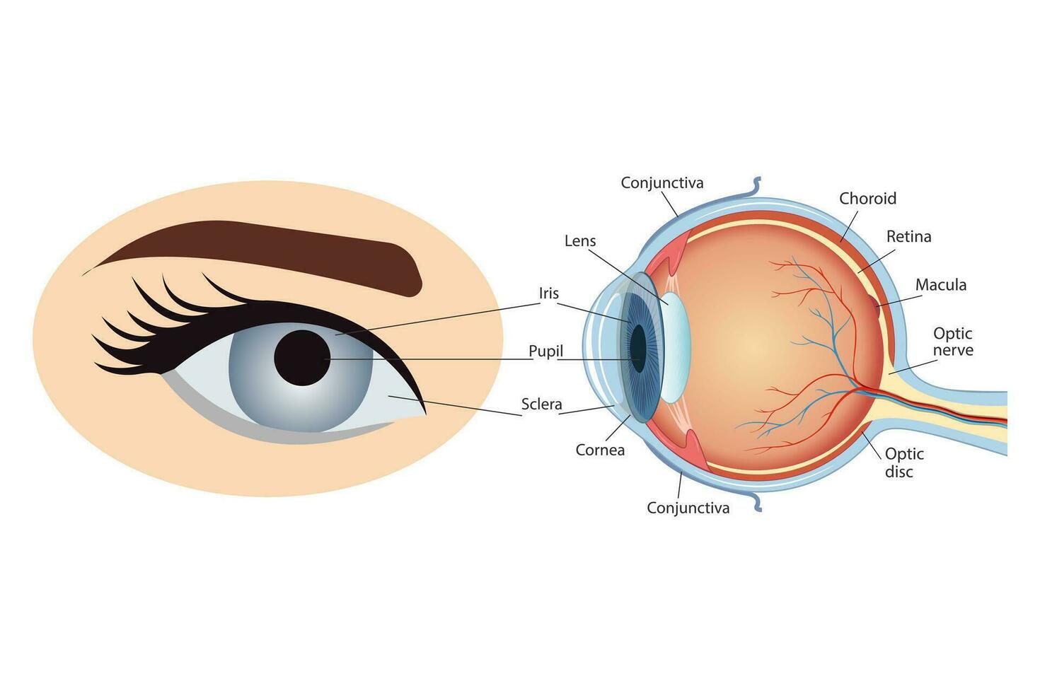 anatómico diagrama de el humano ojo. cruzar sección de un sentido Organo con todas componentes tal como el lente, retina, óptico nervio , y iridiscente piel de el iris. médico infografía con lado y lado vector
