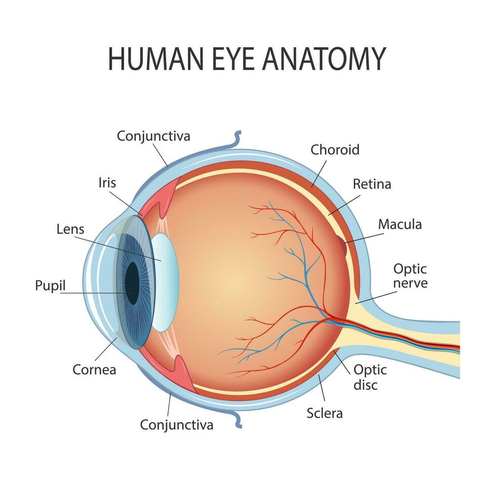 Anatomical diagram of the human eye. Cross section of a sense organ with all the important components such as the lens, pupil, eye chamber, retina, optic nerve, and iris skin vector