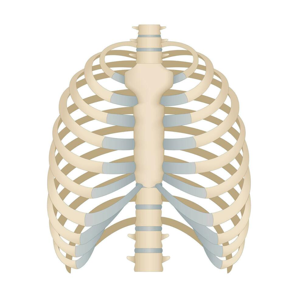 Bones of the human chest. Skeletal system for a medicine poster. vector