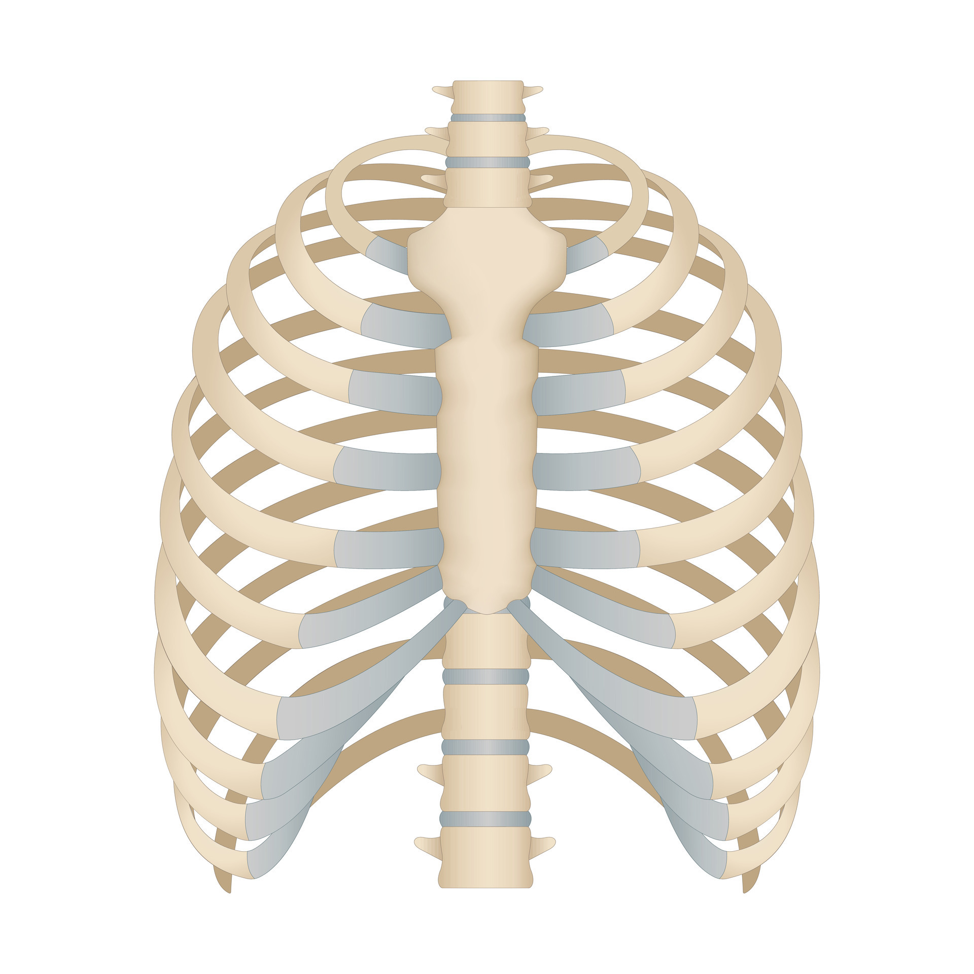 Bones of the human chest. Skeletal system for a medicine poster ...
