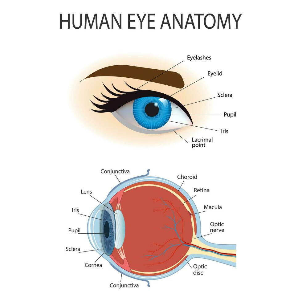 anatómico diagrama de el humano ojo. cruzar sección de un sentido Organo con todas el importante componentes tal como el lente, alumno, ojo cámara, retina, óptico nervio, y iris piel vector