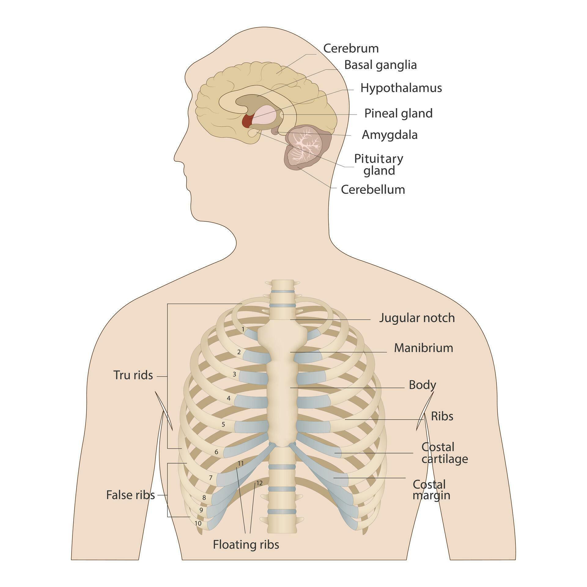 Bones of the human chest. Bones of the chest with the name and description of all areas