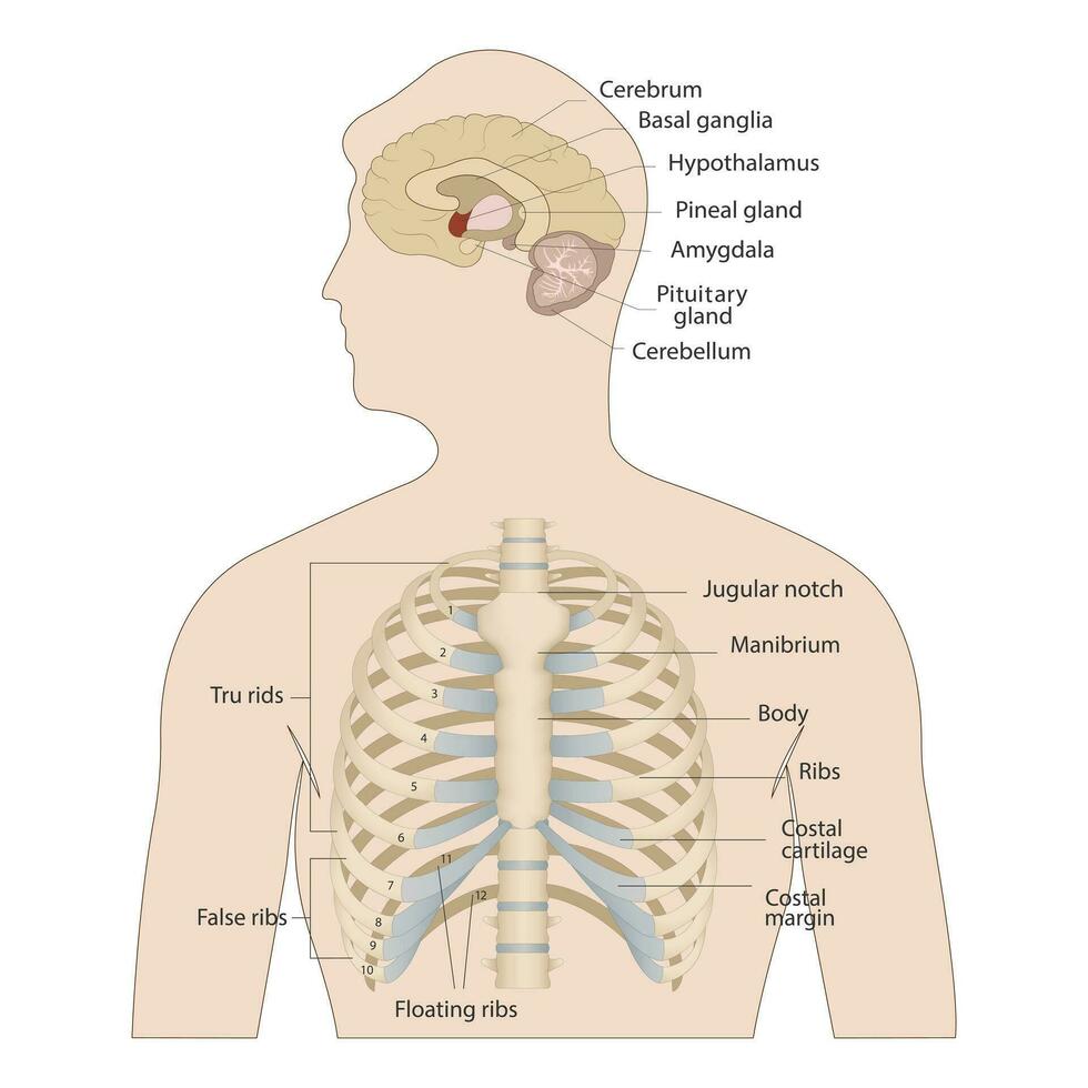 Bones of the human chest. Bones of the chest with the name and description of all areas. Internal view. Human anatomy. Skeletal system for a medicine poster vector