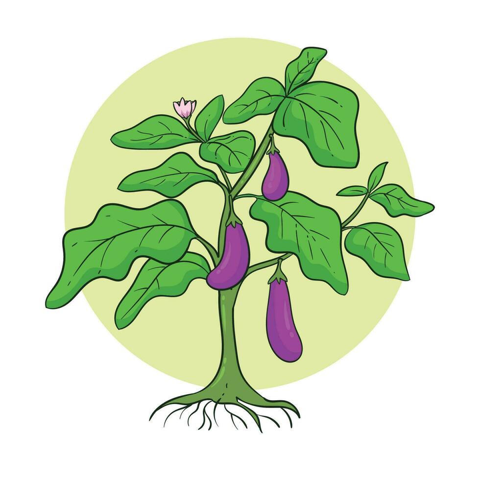 hand drawn eggplant plant vector