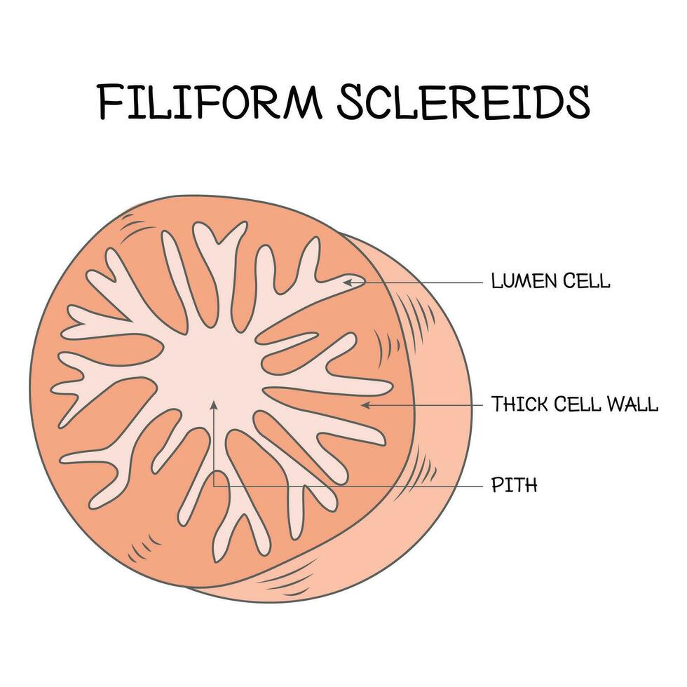 Filiform Sclereids Science Design Vector Illustration