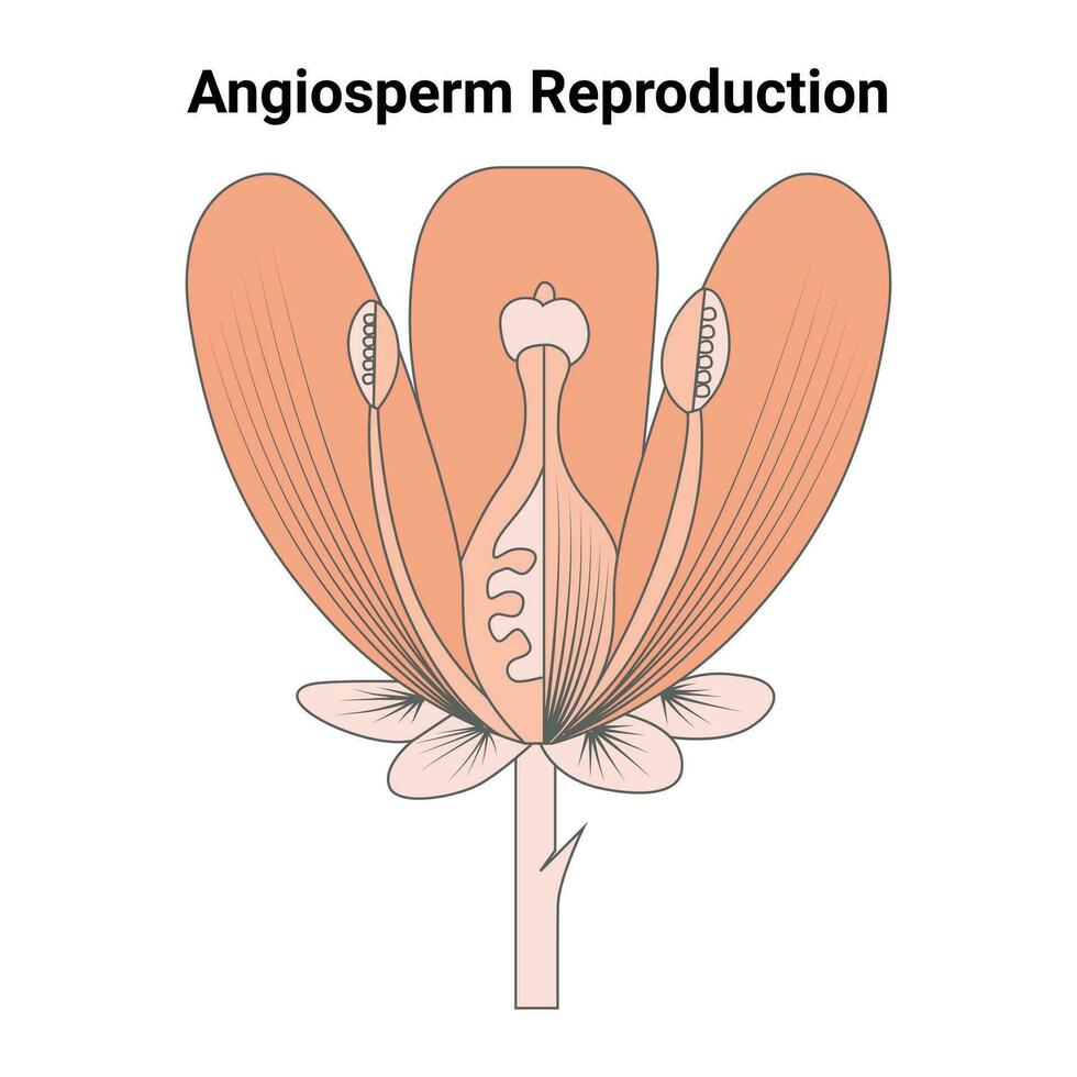 Angiosperm Reproduction Vector Design Illustration