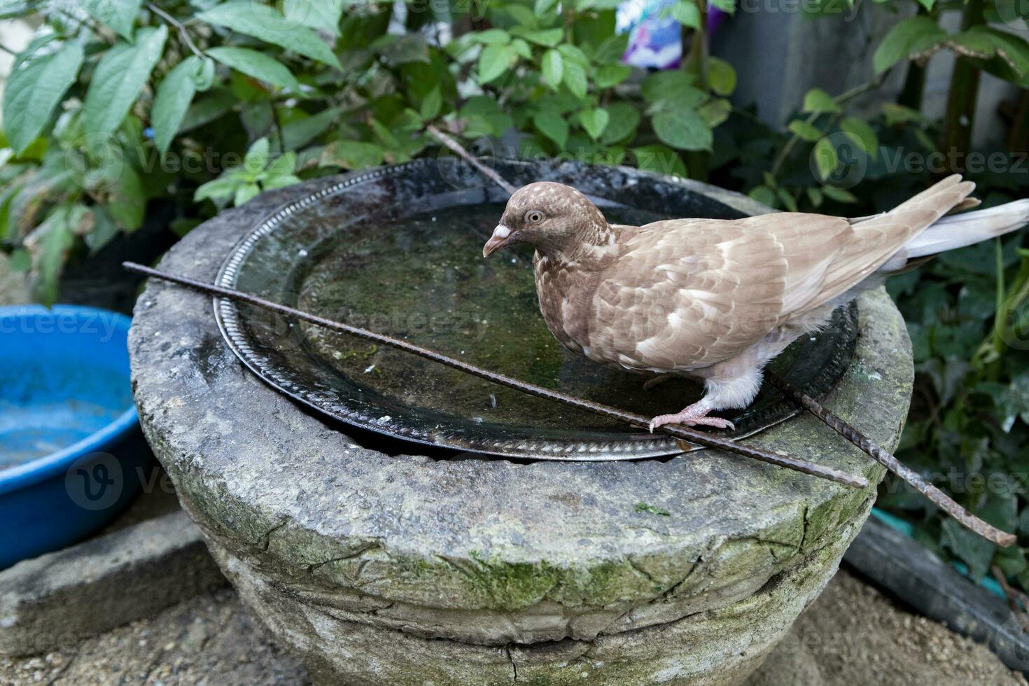 A asian grey pigeon in a bowl of water at the garden, Laos. photo