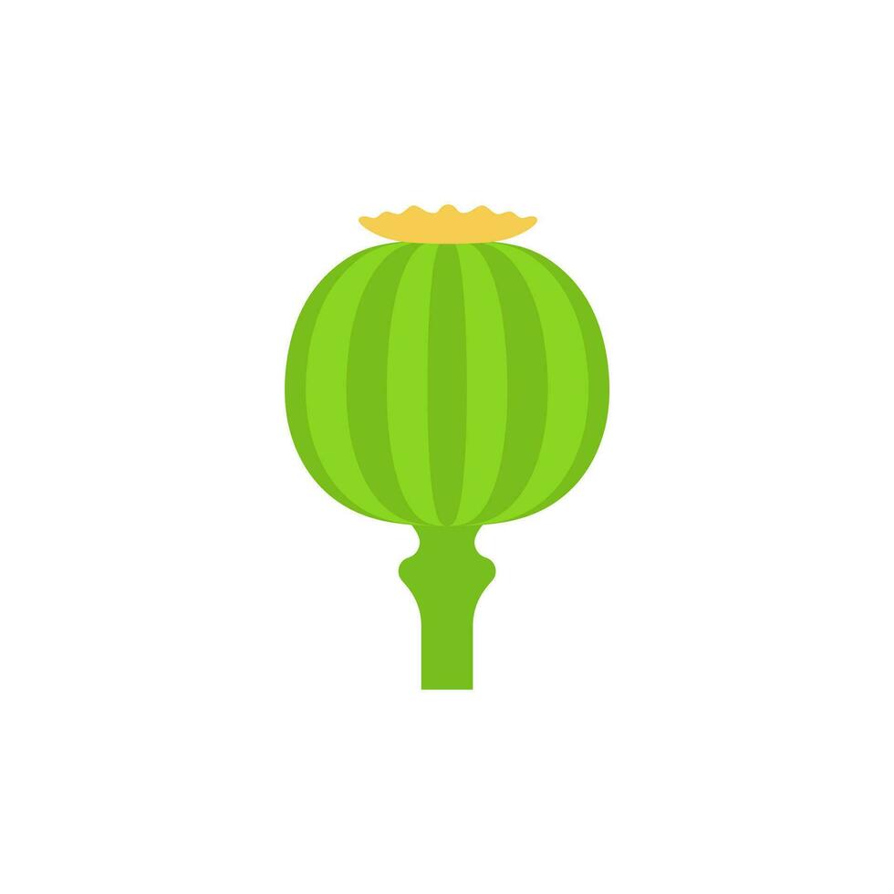 opium poppy flat design vector illustration