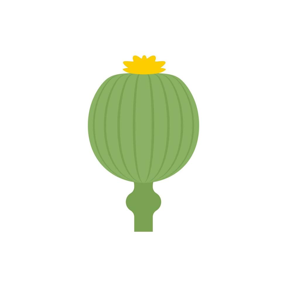 opium poppy flat design vector illustration