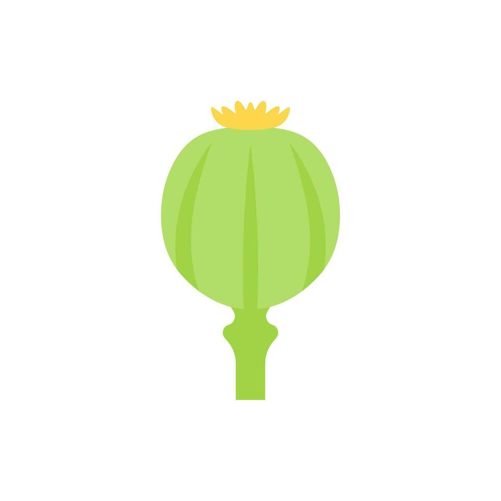 opium poppy flat design vector illustration