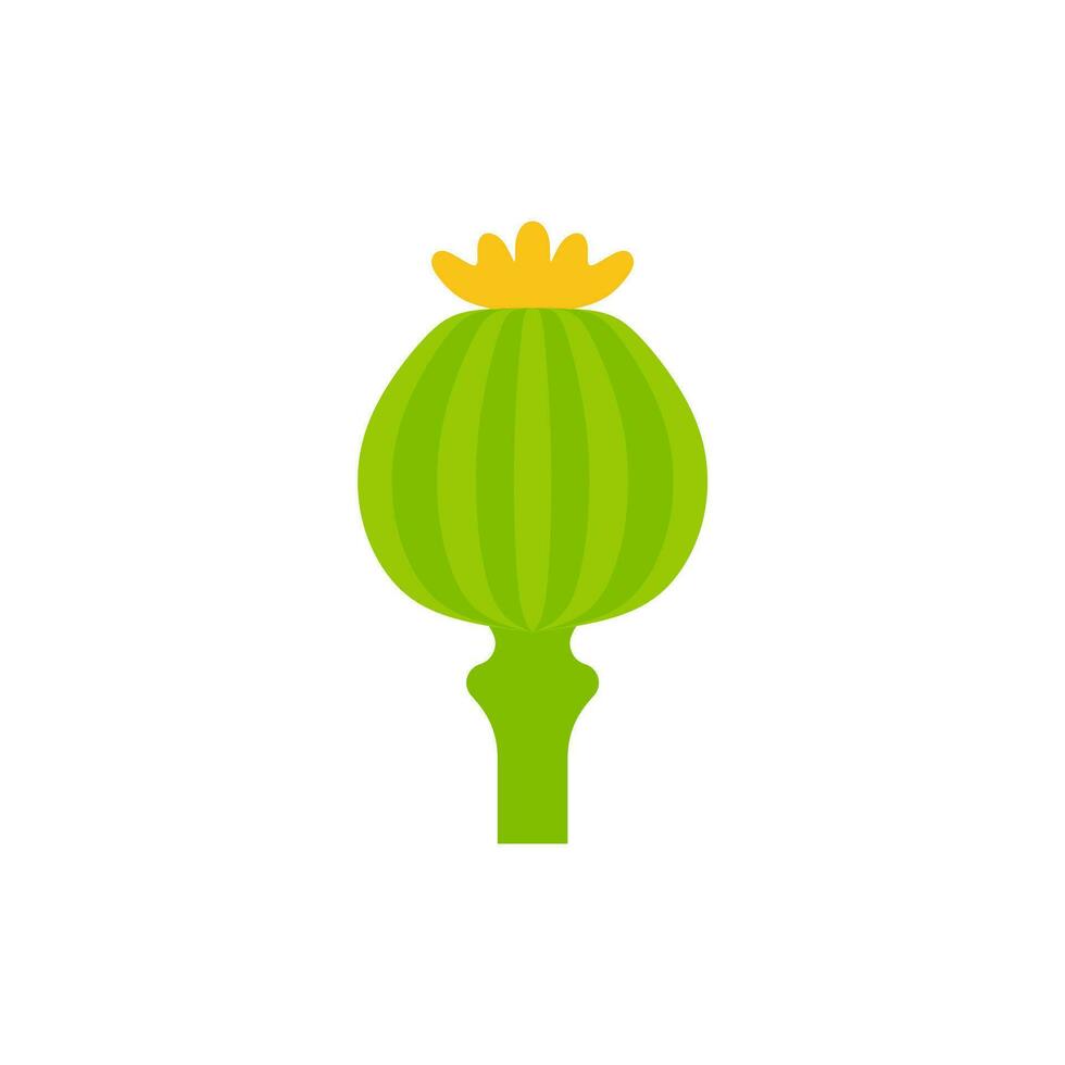 opium poppy flat design vector illustration