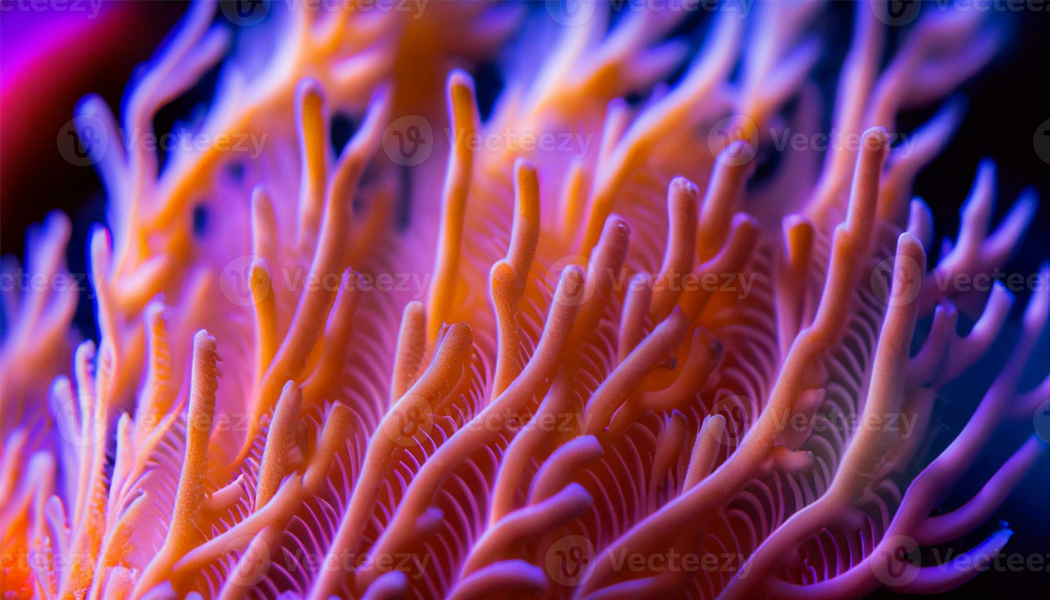 Underwater macro reveals multi colored sea life patterns 29780341 Stock