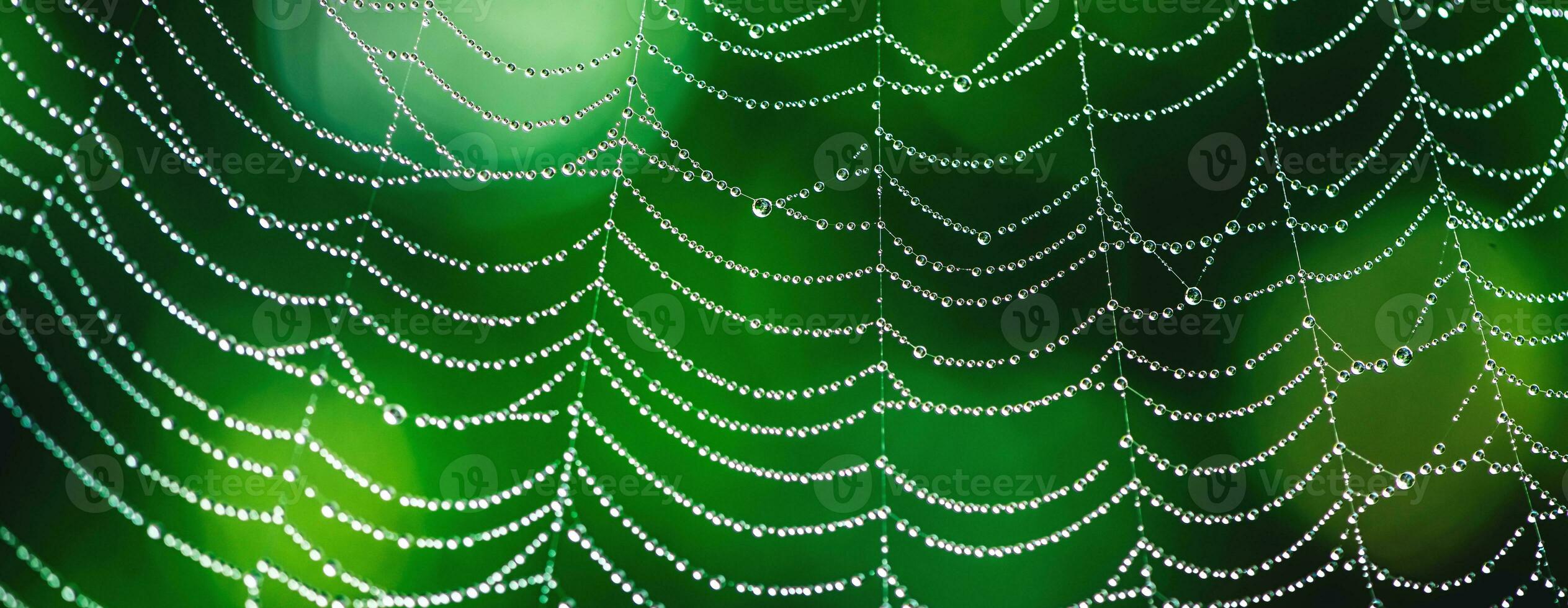 natural background. cobwebs in dew drops on a green plant photo