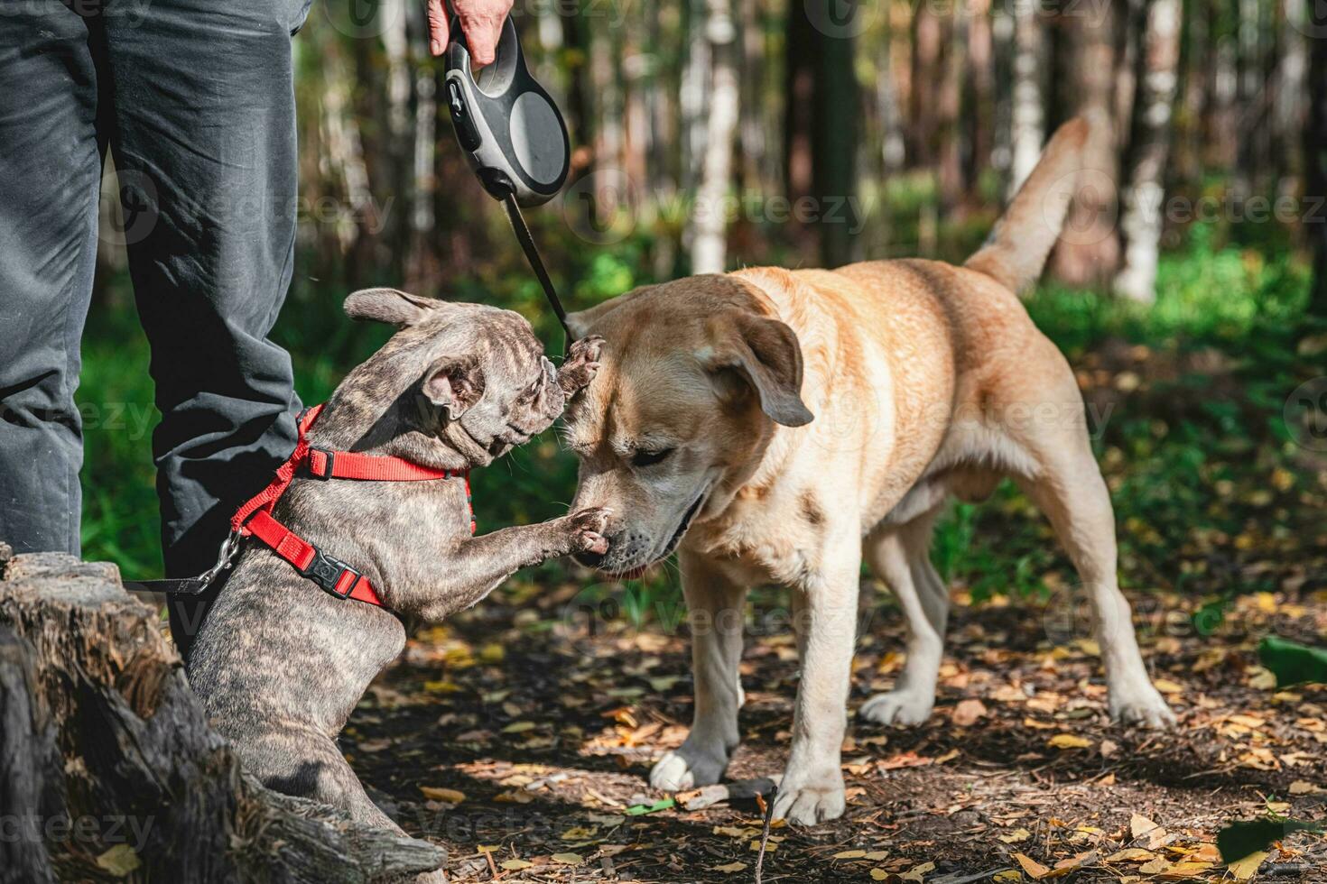 Side view at Two cute dogs, labrador and french bulldog, getting to know and greeting each other photo