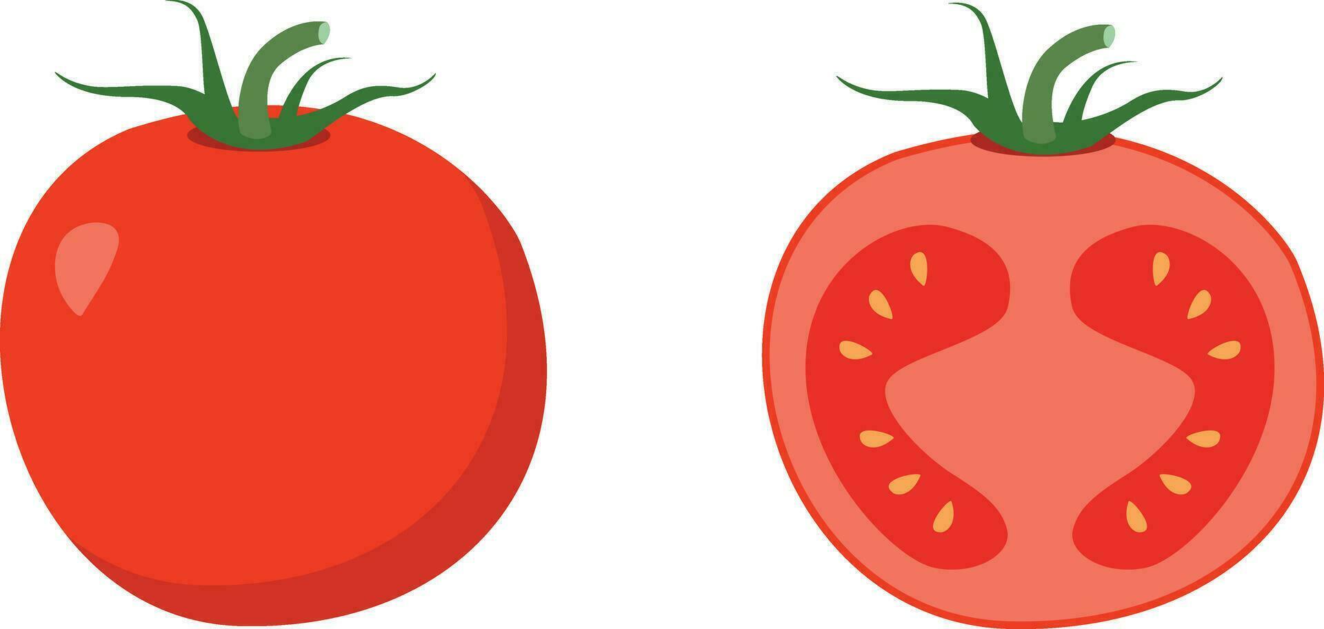 tomate rebanada aislado en blanco. tomate bio comida ilustración de sano vegetales. vector