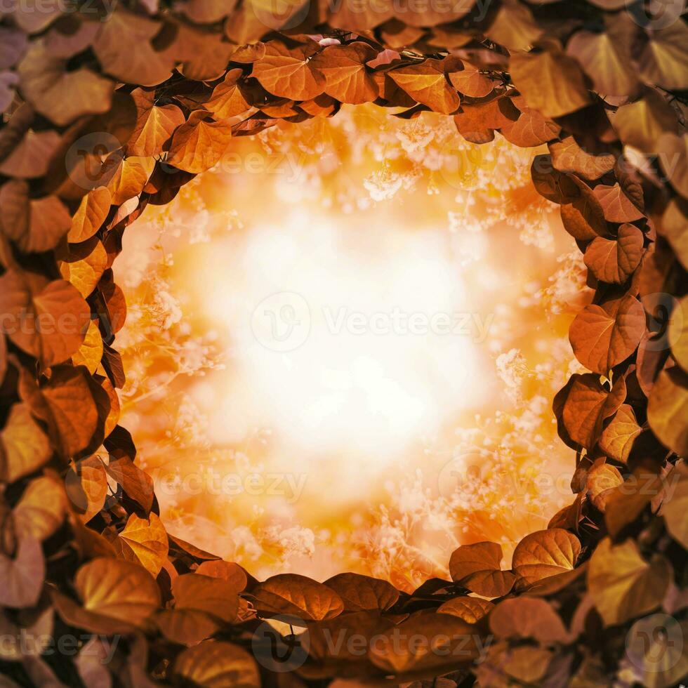 Autumn nature background. Leaf frame circle photo