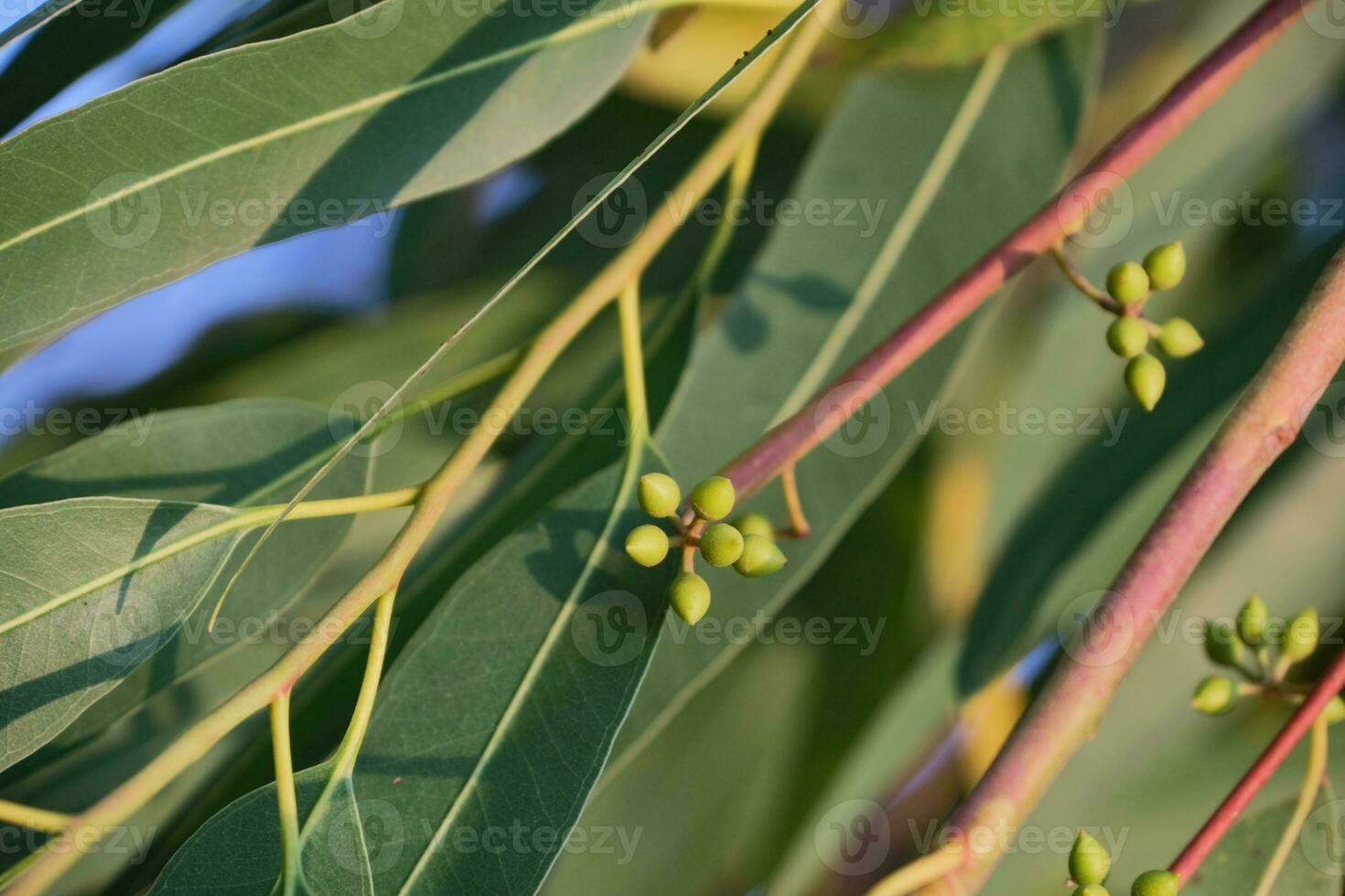 Eucalyptus leaves spring grow naturally. Eucalyptus tree quick-growing. photo