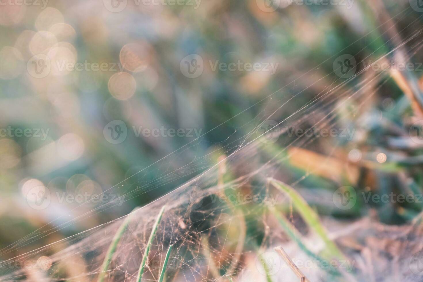 Spider web on grass leaves in sunlight morning with bokeh beautiful background photo