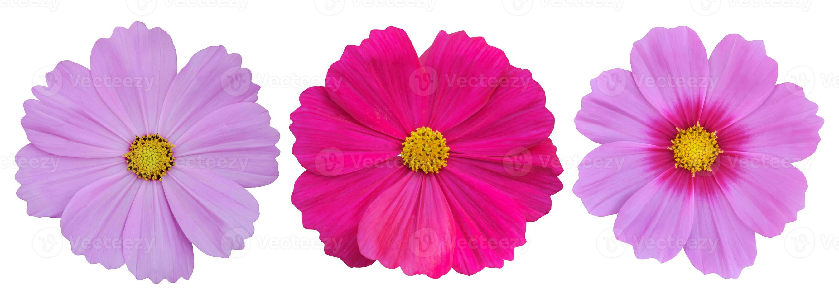 Set of Cosmos flower isolated on white background, clipping path photo