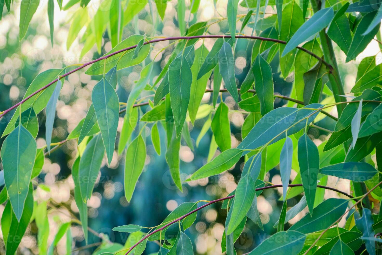 Eucalyptus leaves. branch eucalyptus tree nature background photo