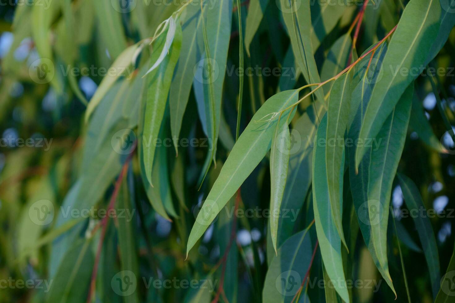 hojas de eucalipto. rama eucalipto árbol naturaleza fondo foto