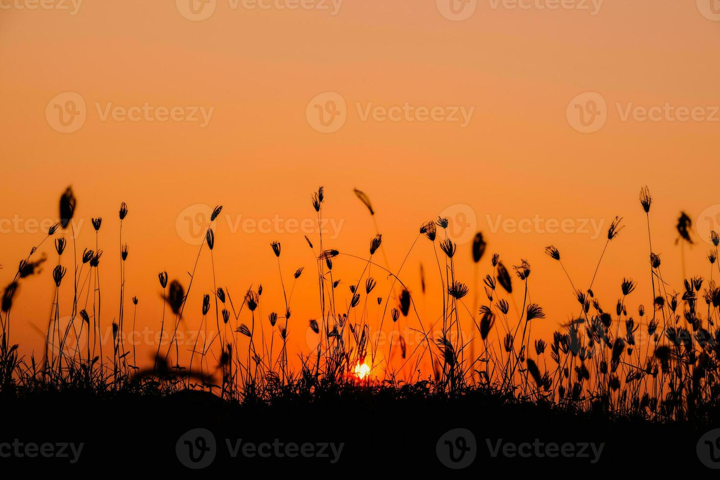 Nature morning scenery mist autumn background. Summer twilight countryside morning spring photo