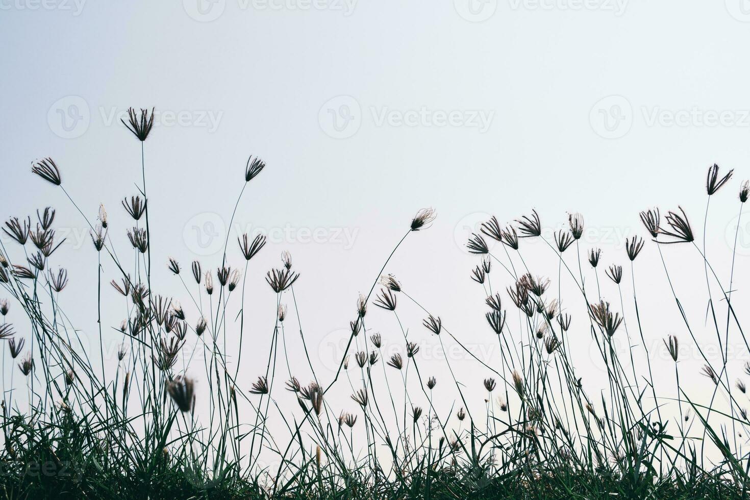 naturaleza Mañana paisaje niebla otoño antecedentes. verano crepúsculo campo Mañana primavera foto