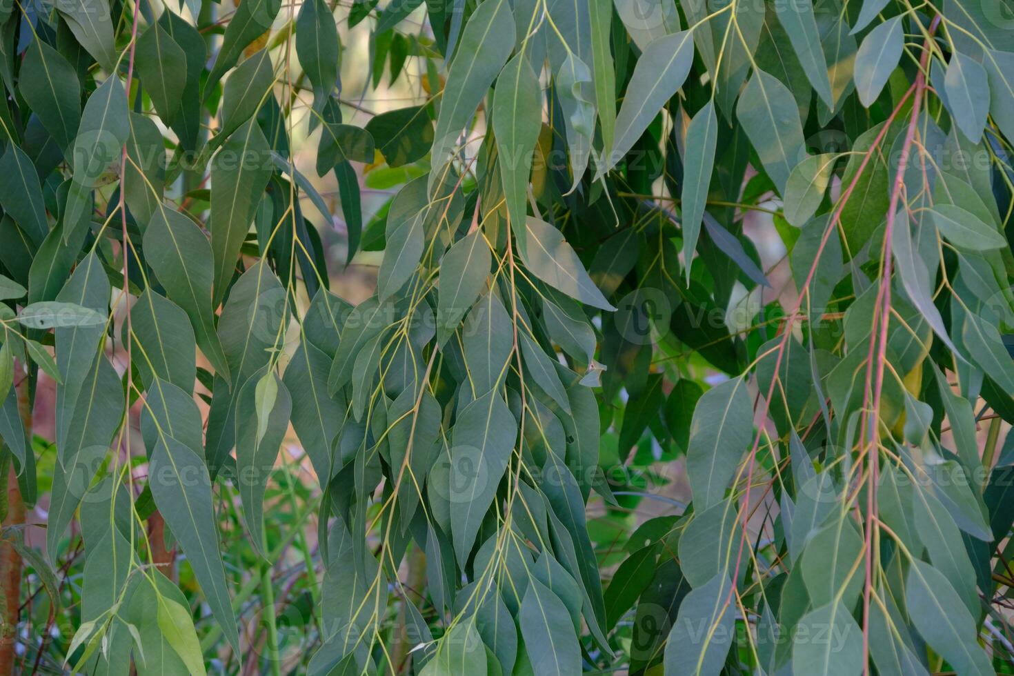 hojas de eucalipto. rama eucalipto árbol naturaleza fondo foto